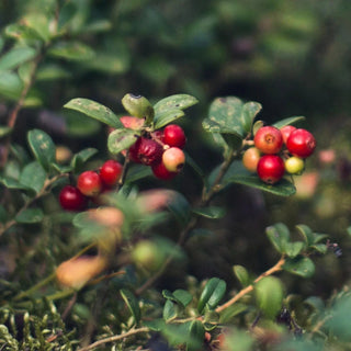 Beeren in der Natur