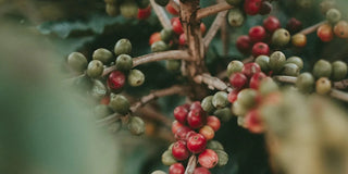 Beeren, grün, rot (am Ast)